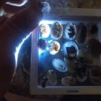 شجر|جواهرات|ری, دولت‌آباد|دیوار