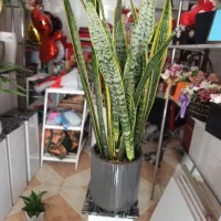 چند عددگل‌گلدان طبیعی سالم‌‌زیرقیمت