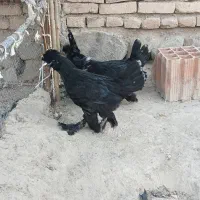 مرغ و خروس سلطان تخم گذار|حیوانات مزرعه|مرند, |دیوار