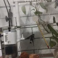 ماهی و آکواریوم|ماهی|دزفول, |دیوار