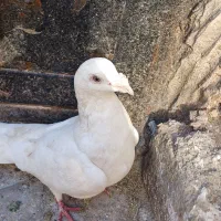 کفتر|کلکسیون اشیاء عتیقه|مشهد, فدک|دیوار