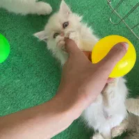 گربه|گربه|بجنورد, |دیوار