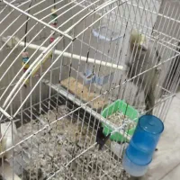 عروس هلندی|پرنده|مشهد, کوی المهدی|دیوار
