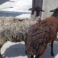 ۲ راس گوسفند جوان