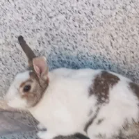 خرگوش