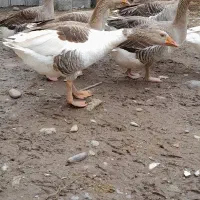 غازنر