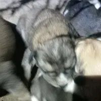 توله سگ ژرمن|سگ|گنبد کاووس, |دیوار