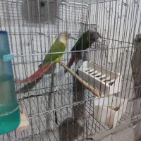 دوجفت گرینچیک مولد تضمینی