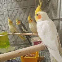 عروس هلندی لوتینو،معاوضه