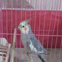 عروس هلندی