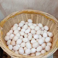 تخم مرغ بومی دونه 6 هزار تومان|خوردنی و آشامیدنی|خمینیشهر, |دیوار