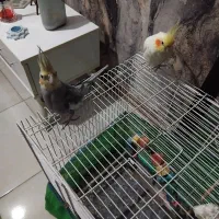 عروس هلندی|پرنده|رشت, یخسازی|دیوار