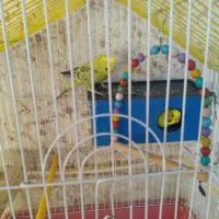 یک جفت مرغ عشق کارداده
