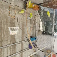 فروش مرغ عشق مولد