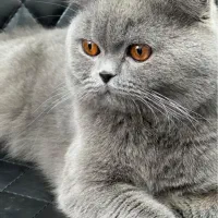 گربه اسکاتیش نر برا جفت|گربه|تبریز, |دیوار
