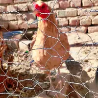 مرغ وخروس اصل خونگی|حیوانات مزرعه|خاش, |دیوار