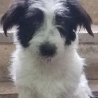 سگ خانگی جس