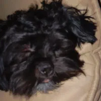 گم شدن سگ اسمش ریزه هست