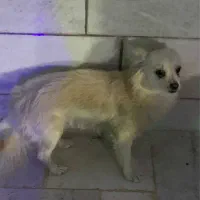 فروش سگ پامرانین روباهی ماده