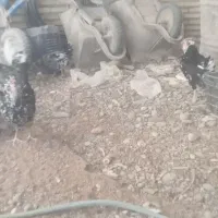 تخم مرغ گلین|حیوانات مزرعه|دزفول, |دیوار