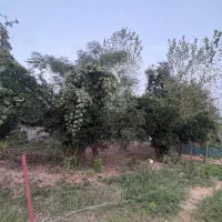 زمین مسکونی ۲۶۴متری/نامه بنیاد/محدوده کوچصفهان|فروش زمین و ملک کلنگی|کوچصفهان, |دیوار