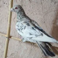 کفتر گرفتنی|پرنده|سبزوار, کهنه آب|دیوار