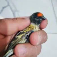 سهره قناری پرنده