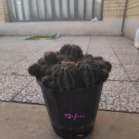 کاکتوس|گل و گیاه طبیعی|شیراز, کرونی(خاتونک)|دیوار