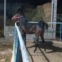 کره نریان از سیروان لارتی|اسب و تجهیزات اسبسواری|تبریز, |دیوار