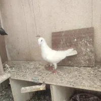 9عدد کفتر درجه یک هوایی تنگ