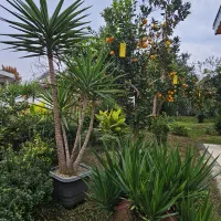فروش یوکا تنه، بن سای  و شمشاد طلایی|گل و گیاه طبیعی|تهران, درختی|دیوار