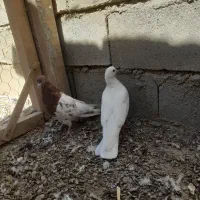 پرنده