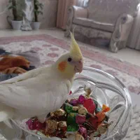 عروس هلندی ماده اماده|پرنده|مشهد, شهرک ابوذر|دیوار
