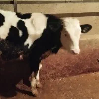 گوساله|حیوانات مزرعه|اردل, |دیوار