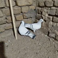 یک شامی جفتگاه به شرط تخم جوجه