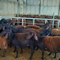 گوسفند زنده برای منزل و غیره