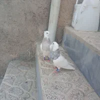 دو عدد جوانه طوقی