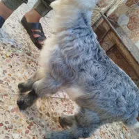 بز سلاله|حیوانات مزرعه|اهواز, منازل کارون|دیوار