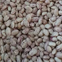لوبیا چیتی|خوردنی و آشامیدنی|قم, شهر قائم|دیوار