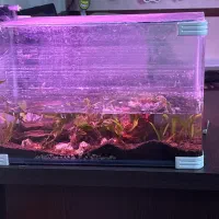 اکواریوم ۶۰در۴۰|ماهی|شیراز, شیخ روزبهان|دیوار