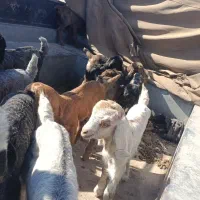 کهره بره شیری|حیوانات مزرعه|شیراز, کوشک بیدک|دیوار