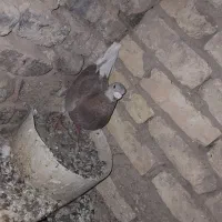 کفتر