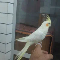 عروس هلندی آلبینو لوتینو خاکستری نر و ماده و جفت|پرنده|جهرم, |دیوار
