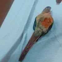 گرینچیک گمشده|حیوانات|مشهد, تربیت (صدف)|دیوار