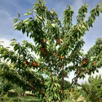 باغ دو هکتاری در بحر جاده با چشمه اختصاصی