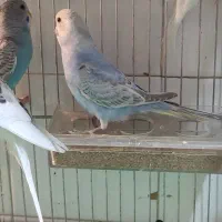 عروس هلندی و مرغ عشق|پرنده|مرودشت, ابوذر شمالی|دیوار