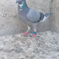 کبوتر مسافتی
