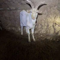 فروش نر بز سانن|حیوانات مزرعه|تربتحیدریه, ۴۵ متری|دیوار