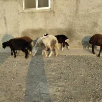 5راس توقلی ماده زیر قوچی درجه یک