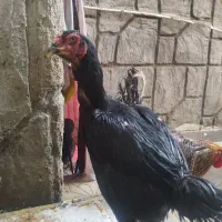 مرغ لاری